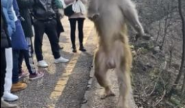 小猴子视频,欢乐时光，趣味无限